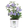 Proven Winners 2 Gal. Blue Chiffon Rose of Sharon (Hibiscus)