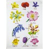Half a Donkey Hand Drawn Wild Flowers Collection Large Cotton Tea Towel