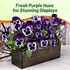 Outsidepride Viva La Violet Viola Pansy Seeds for Planting -
