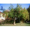 Dragon Garden's (Saipan) Pomegranate Tree Seeds (Punica granatum) "Apple of