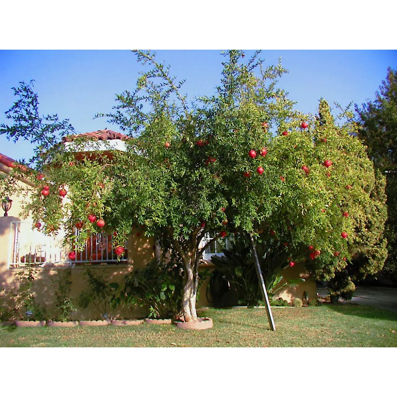 Dragon Garden's (Saipan) Pomegranate Tree Seeds (Punica granatum) "Apple of