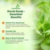 Outsidepride Stevia Sweetleaf Seeds - 100 Pcs. Perennial, Versatile &