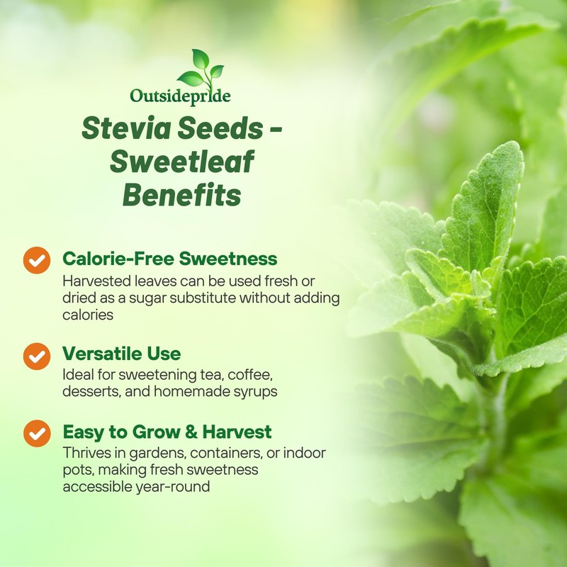 Outsidepride Stevia Sweetleaf Seeds - 100 Pcs. Perennial, Versatile &
