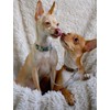 LOS ANDES Metal Double Dog Leash Chew Proof Chain Leash