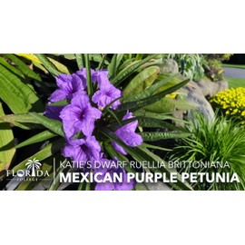 Katie's Dwarf Mexican Petunia Purple | 10 Live Plants | Ruellia brittoniana | Compact Flowering Perennial | Low Growing Pollinator Favorite for Walkways Borders Containers Landscaping