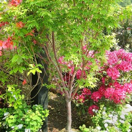 Generic The Japanese Sango Kaku Maple, Award Winning, Coral Bark, Drought Tolerant 1 gal. Nursery Pot (Due to Agricultural Laws, we Cannot Ship to CA, AZ, AK, or HI)