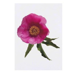 'Single Pink Peony Flower' Temporary Tattoo - Water Resistant, Skin-Safe, Non-Toxic Transfer (TO00075855)