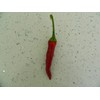 Kashmiri Mirch Chilli Seeds - 10 Fresh Seeds - Great