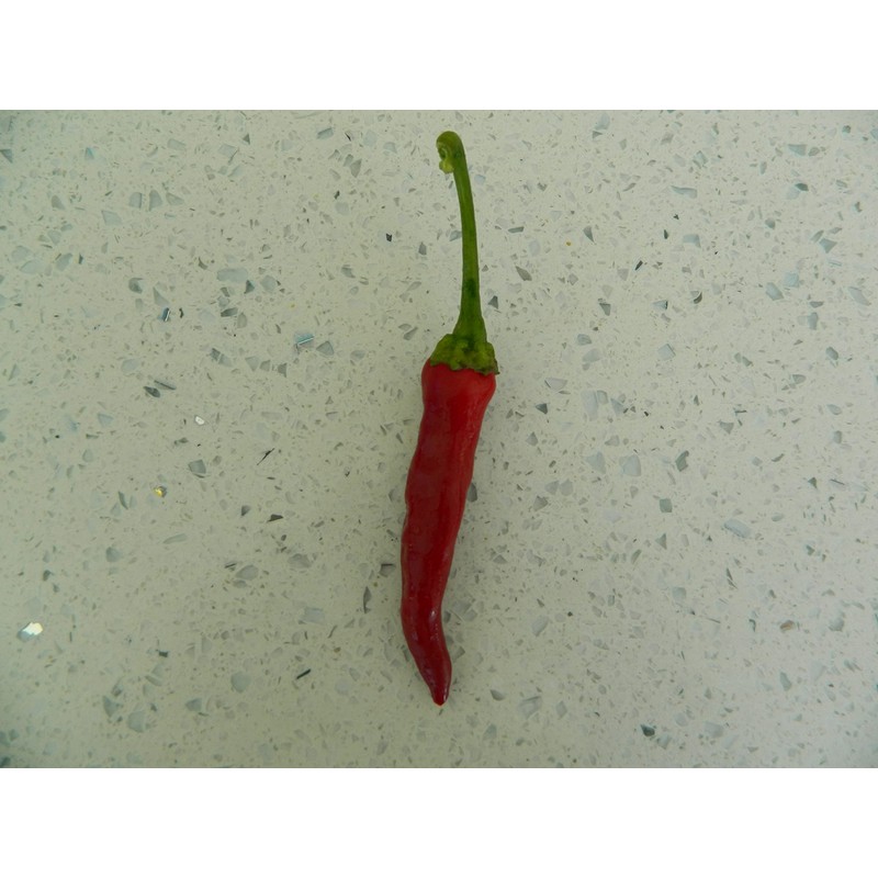 Kashmiri Mirch Chilli Seeds - 10 Fresh Seeds - Great