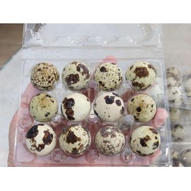 NWQUAILFARM Fresh & Tasty Organic Non-GMO Jumbo Quail Eggs (Two Dozen, 24)