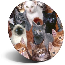 Destination Vinyl ltd Magnet for Refrigerator, Fridge - Cute Cat Collage Kitten Cats for Office, Cabinet and Whiteboard, Magnetic Stickers, 8952