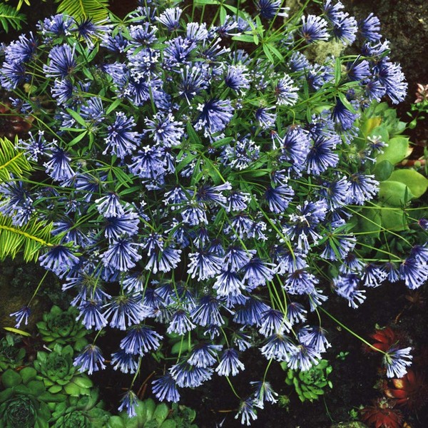 Outsidepride Blue Woodruff Herb Plant Seed - 2000 Seeds