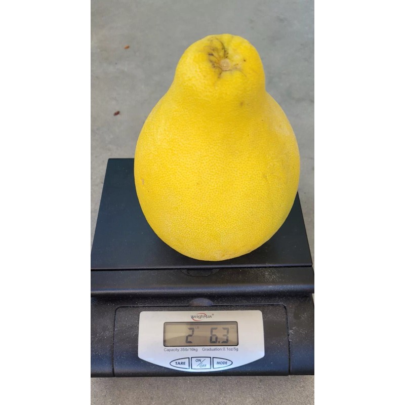 pomelo 20 Pomelo Seeds Sweet Good Variety