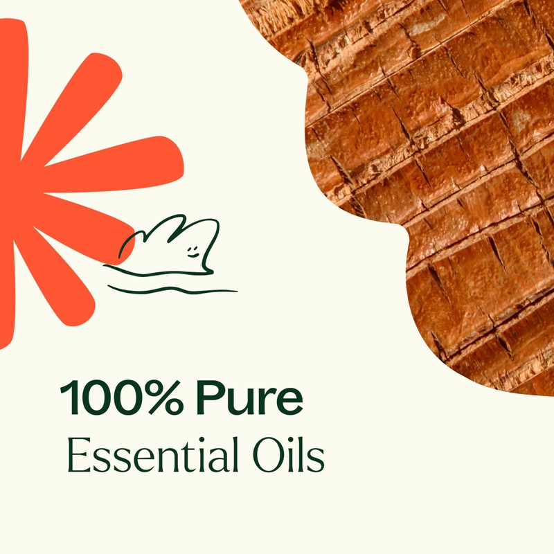 Plant Therapy Chakra 1 Grounded Foundation (Root Chakra) Essential Oil