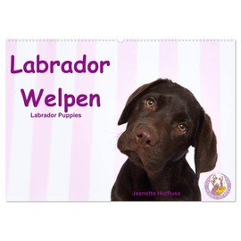 Labrador Welpen - Labrador Puppies (Wandkalender 2026 DIN A2 quer), CALVENDO Monatskalender