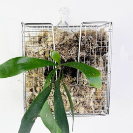Dranvosk 304 Stainless Steel Staghorn Fern Wall Planter Basket,Vertical Hanging Holder for Orchids Indoor Outdoor, Rustproof Metal Planter for Plants, Wall Mount Frame Kit