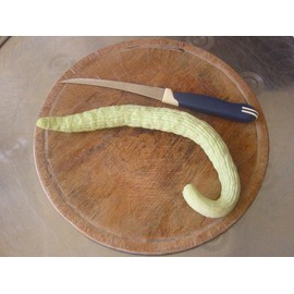 TomorrowSeeds - Armenian Cucumber - 150+ Count - Yard Long Serpent Cucumber Snake Melon Pale Green Wild Kakri Metki Chanbar Heirloom Vegetable Seeds for 2025