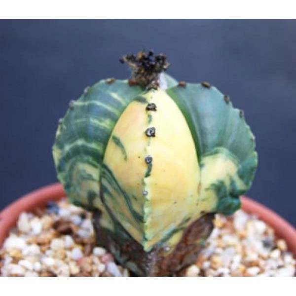 Cactus Astrophytum myriostigma cuadricostatum variegated, @ cactus cacti seed 30