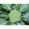 Calabrese Broccoli Seeds for Sprouting & Microgreens | 450 Seeds,