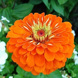 500 Orange King Zinnia Seeds for Planting 5+ Grams of Seeds Non GMO Heirloom USA Harvested pollinator bee Butterfly