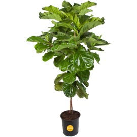 Costa Farms Fiddle Leaf Fig Tree Live Plant in Plastic Pot, Large Indoor Houseplant, Perfect for Home, Room, or Office Decor, Great House Warming or Birthday Gift, 5-6 Feet Tall