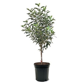 McIntosh Apple Tree, Premier Size, Fruits 2 Years Faster, Largest Deliverable Size, 7 gal. Nursery Pot (Due to Agricultural Laws, we Cannot Ship to CA, AZ, AK, or HI)