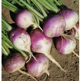 SeedRanch Turnip Seed Purple Top White Globe - 1 Lb.