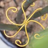 6pcs Plant Stem Support, Monstera Plant Support,Propagated Plant Holders,Plant Stakes