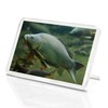 1 x Fridge Magnet -Wild Common Carp Classic Fridge Magnet