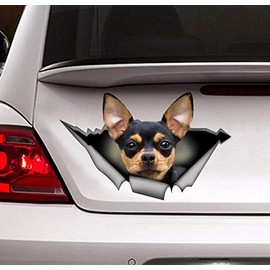 Black and tan Chihuahua Sticker, Chihuahua car Decal,pet Decal Vinyl Sticker for Cars, Windows, Walls, Fridge, Toilet and More - 11 Inch