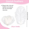 20 pcs Ostrich Feathers, Natural Feathers Plume, 8-10 Inch Craft