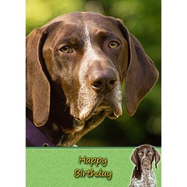 German Short Haired Pointer Birthday Card