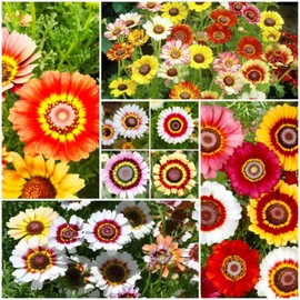 1200+ Painted Daisy Flower Seeds - Chrysanthemum Carinatum, Vibrant Rainbow Mix Perennial Seeds, Fragrant Blooms Attract Butterflies, Essential for Home Gardens