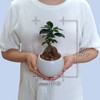 Ficus Microcarpa Ceramic Potted Plant (White)