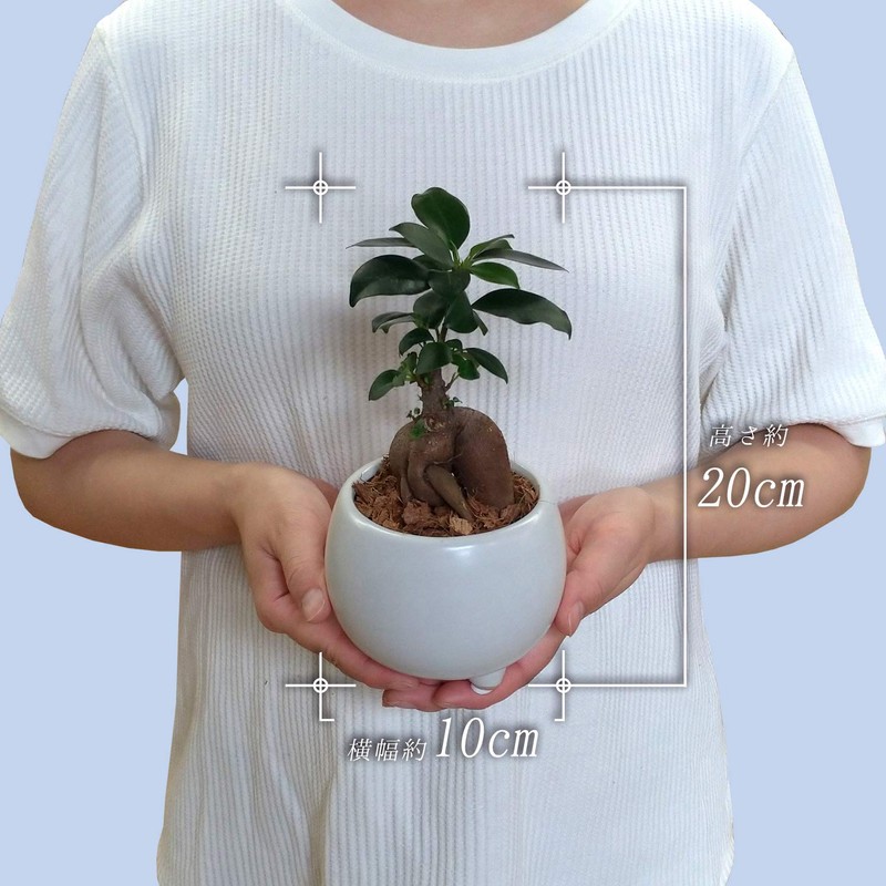 Ficus Microcarpa Ceramic Potted Plant (White)
