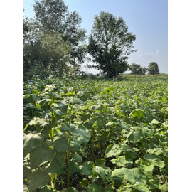 TnT Seed Company Buckwheat Food Plot Seed, Cover Crop Seeds For Planting, 5 lb Bag, Packed with Protein, Great For Seed Mixes, Great For Summer Food Plots