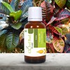 Cloud Bud Cloud Bud Croton Carrier Oil 50ml 1.69oz Croton