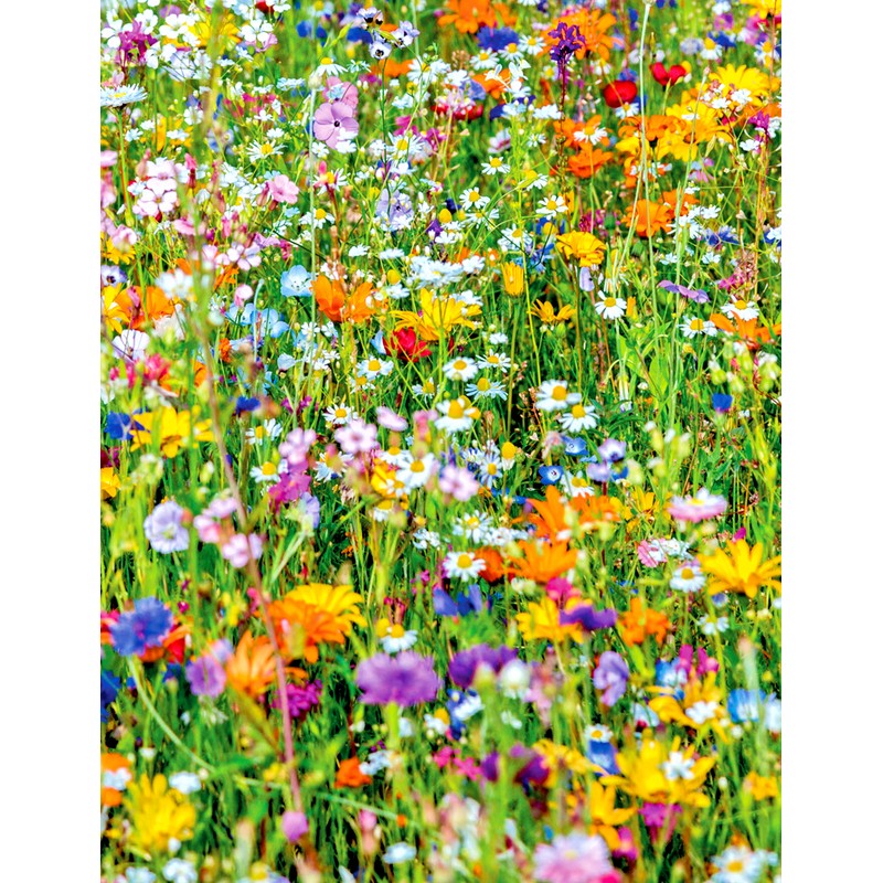 Little Seed Store 2001+BENEFICIA