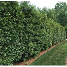 Wax Myrtle | 1 Live Gallon Size Plant | Myrica Cerifera | Ideal for Natural Landscaping | Fragran, Fast-Growing & Hardy