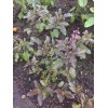 1g Red Holy Basil Seeds (2,000+seeds), กะเพราแดง
