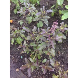 1g Red Holy Basil Seeds (2,000+seeds), กะเพราแดง
