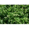 Hale Habitat & Seed Kura Clover Blend, 1/2 Acre, Perennial