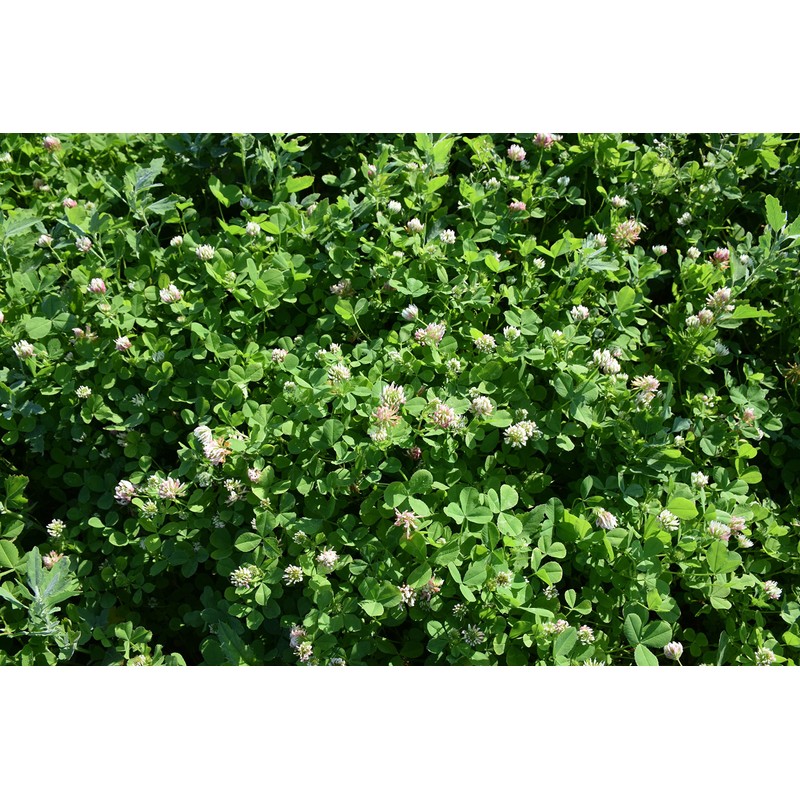 Hale Habitat & Seed Kura Clover Blend, 1/2 Acre, Perennial