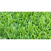 St. Augustine 'Floratam' 3 Inch Sod Plugs - 18 Extra