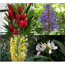 4 Hawaiian Ginger Plant Root Red Blue White Yellow D3