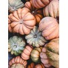 “Magical Mix” Large Pumpkin and Gourd Mix Seeds – Large