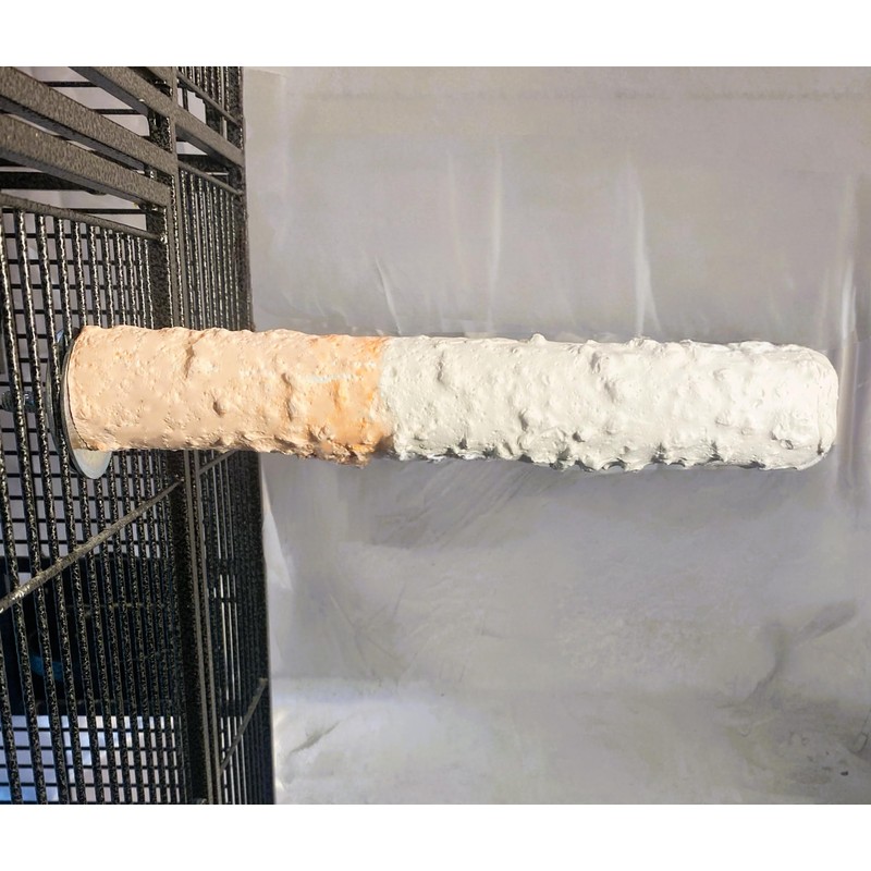 Cuttlebone & Calcium Perch Large Orange