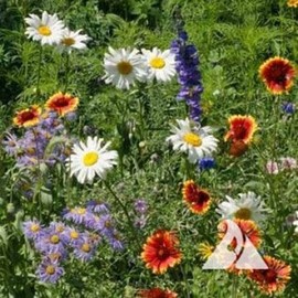 Outsidepride Mountain Wildflower Seed Mix - 5 LB