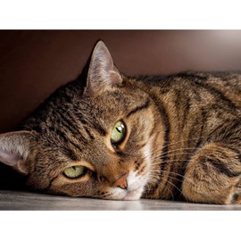 YEEIFFD 5D Full Drill Diamond Painting Tabby Cat Kits for Adults Paint by Numbers DIY Gem Art Craft for Gift Wall Decor 16 x 12 inch