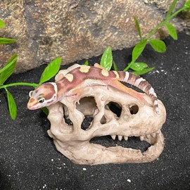 MTGHYARE Resin Dinosaur Skull Aquarium Ornament Mini Dinosaur Tank Decoration Betta Fish Small Dinosaur Skull Fish Reptile Tank with Holes Aquarium Landscape Reptile Hideout Caves